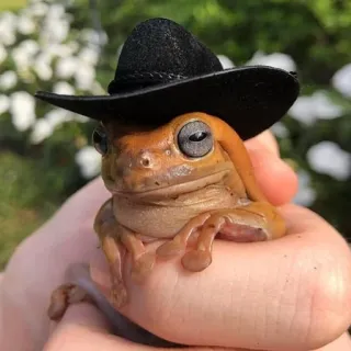 🎩 grenouille, cowboy, chapeau, animal, mignon, amphibien whatsapp sticker