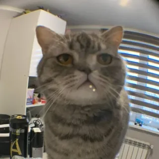 🐭 cat, animal, domestic animal, cute, pet whatsapp sticker