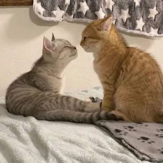 ✨ 猫, 子猫, 動物, ペット telegram sticker