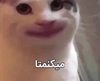 🙂 ميكنمتا cat, meme, arabic text, funny telegram sticker