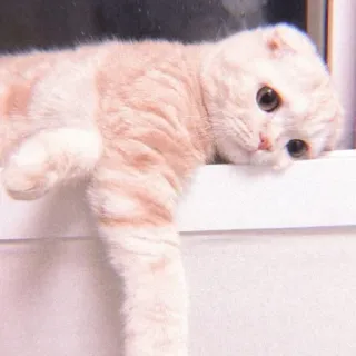 🥞 kucing, binatang, imut, felin, hewan peliharaan, anak kucing, malas telegram sticker