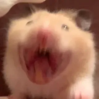 😆 hamster, animal, rongeur, drôle, mignon, animal de compagnie telegram sticker