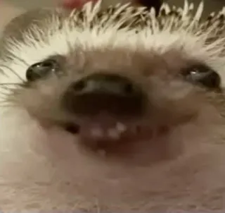 😏 Igel, Tier, niedlich, lustig, Meme, Säugetier telegram sticker