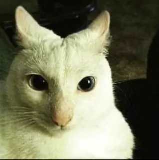👹 cat, animal, white cat, domestic animal, mammal, pet telegram sticker