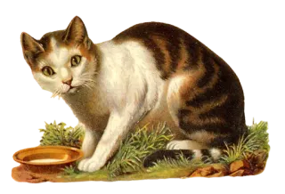🥛 gatto, animale, animale domestico, vintage, latte, felino whatsapp sticker