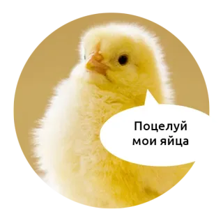 🖕 Поцелуй мои яйца ptak, kurczak, jajko, zwierzę telegram sticker
