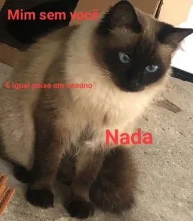 🥺 Mim sem você
É igual peixe em oceano
Nada кот, питомец, сиамский кот, грустный, мем, милый telegram sticker