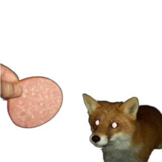 👀 fox, salami, meat, animal, food, funny telegram sticker