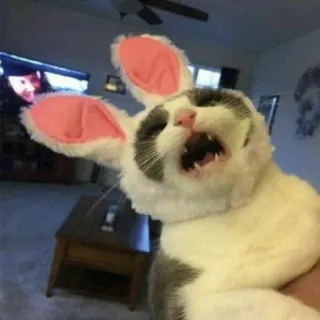 😂 gatto, coniglio, animale, carino, animale domestico telegram sticker