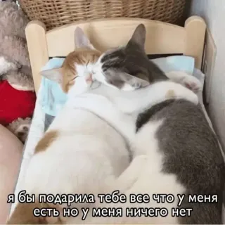 😘 Я бы подарила тебе все что у меня есть но у меня ничего нет gatos, animales, lindo, cariñoso, amor, amistad telegram sticker