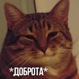 ☺️ *ДОБРОТА* แมว, รัสเซีย, ความเมตตา, доброта, สัตว์, สัตว์เลี้ยง telegram sticker