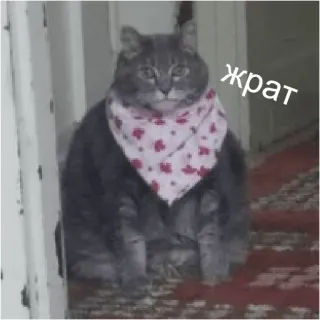 🍏 жрат cat, russian, meme, animal, bandana, food, hungry telegram sticker