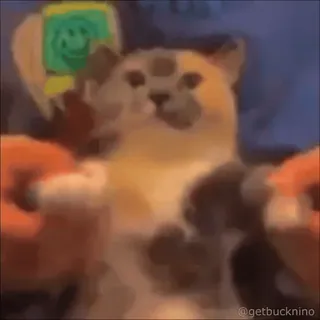 🥳 @getbucknino cane, meme, divertente, meme internet, animale, doge telegram sticker