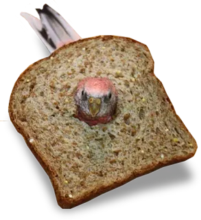 🍞 bird, toast, bread, cute, funny, parrot telegram sticker