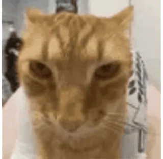 🐈 gato, animal, animal doméstico, animal de estimação telegram sticker