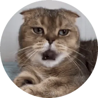 🥱 gatto, animale, animale domestico, meme, divertente, ritratto telegram sticker