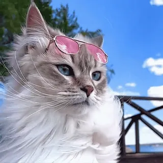 🧘‍♂️ Katze, Sonnenbrille, Tier, Haustier, süß, cool, Sommer telegram sticker