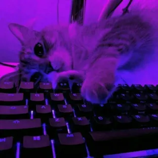 🐈 고양이, 키보드, 새끼 고양이, 애완 동물, 동물, 게이머 telegram sticker
