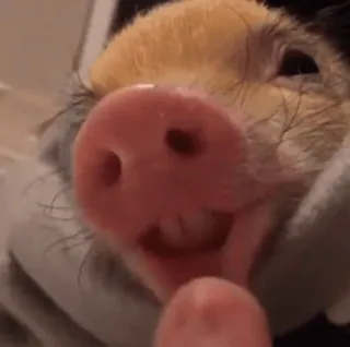 🐷 porco, animal, animal de estimação, fofo, focinho, close-up whatsapp sticker