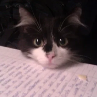 😻 Katze, Tuxedo Katze, Haustier, Tier, Papier, Hauskatze whatsapp sticker