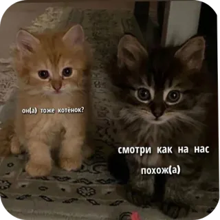 🐱 он(а) тоже котёнок? смотри как на нас похож(а) whatsapp sticker