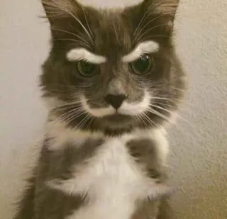 😠 кот, животное, усы, питомец, домашний кот, смешной, милый telegram sticker