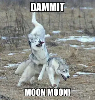 🤪 Moon Moon Moon Moon meme DAMMIT MOON MOON! telegram sticker