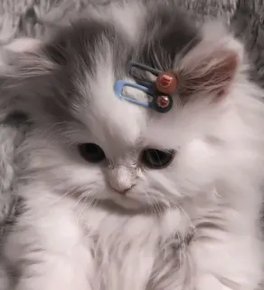 🎀 小猫, 猫, 可爱, 动物, 宠物, 毛茸茸 telegram sticker