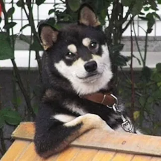 😏 chien, shiba inu, animal, mème, drôle, animal de compagnie, mignon telegram sticker