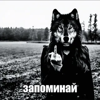 👍 запоминай loup, doigt d'honneur, offensant, animal, mèmes telegram sticker