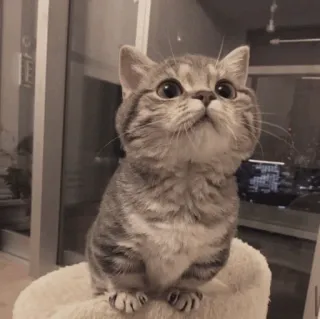 💓 кот, котёнок, животное, милый, домашнее животное, млекопитающее, домашняя кошка whatsapp sticker