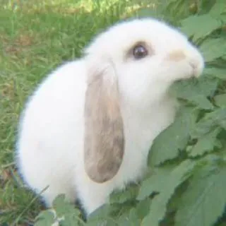 🐇 coelho, animal, animal de estimação, fofo, branco, orelhas caídas, fofo telegram sticker