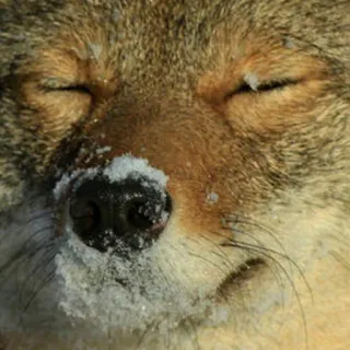 ❄ coyote, animale, neve, inverno, fauna selvatica telegram sticker