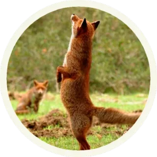 😳 vos, dier, wildlife, rode vos, staand, natuur telegram sticker