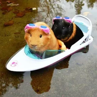 🚣‍♀️ guinea pigs, boat, animals, pets, cute, water telegram sticker