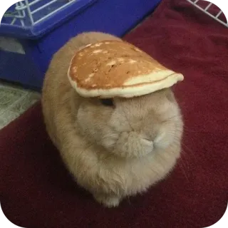 🫥 coniglio, pancake, cappello, animale domestico, animale, cibo, carino telegram sticker