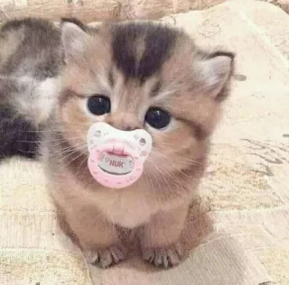 🤔 kätzchen, katze, schnuller, süß, baby, nuk telegram sticker