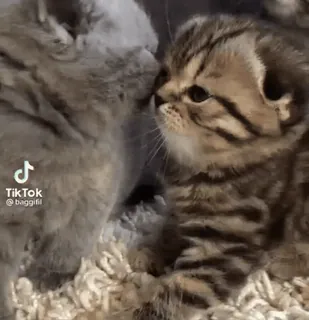 🌟 TikTok @baggifil cats, kitten, cute, animals, pets telegram sticker
