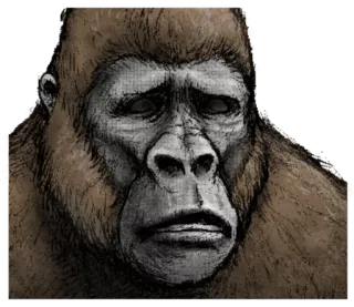 🙁 macaco, gorila, animal, mamífero, primata telegram sticker