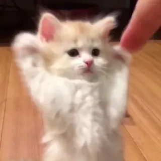 👻 子猫, 猫, かわいい, 動物, ペット, ふわふわ, 愛らしい telegram sticker