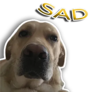 ☹️ SAD sad, dog, animal, pet telegram sticker