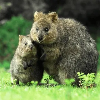 👨‍👧 Quokka, zwierzę, torbacz, dzika przyroda, australia, słodki, uroczy, natura telegram sticker