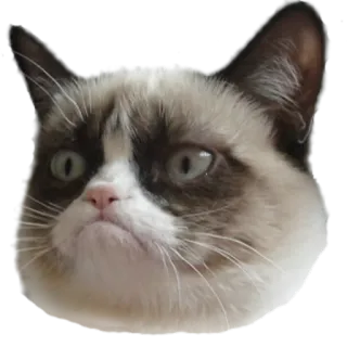 myCats whatsapp stickers