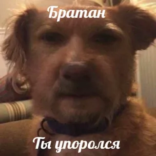 😐 Братан, ты упоролся telegram sticker