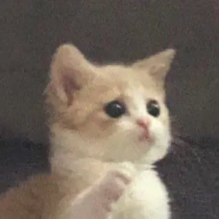 🤬 猫, 子猫, かわいい, ペット, 動物, ミーム telegram sticker