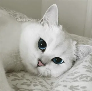 🌝 @cobythecat gato, gato branco, olhos azuis, animal de estimação, animal, fofo, animal doméstico whatsapp sticker