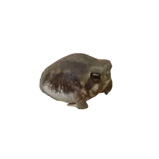 ❤️ rã, animal, anfíbio, vida selvagem, natureza, sapo whatsapp sticker