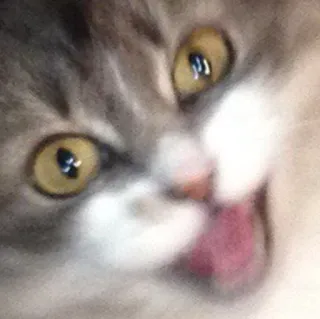 😱 cat, animal, pet, cute, tongue telegram sticker
