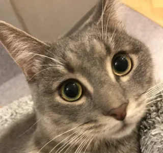 😇 Katze, Tier, Haustier, graue Katze, süß, Augen, Säugetier telegram sticker