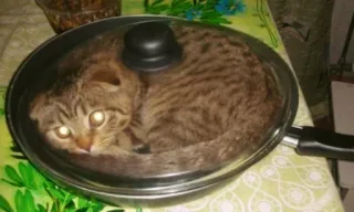 😬 gato, sartén, animal, gracioso, cocina, lindo, mascota telegram sticker